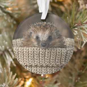 Cutest Baby Animals   Hedgehog in a Basket Ornament