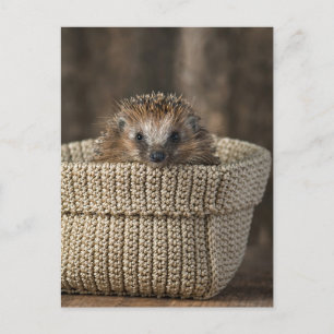 Cutest Baby Animals Hedgehog in a Basket Postcard