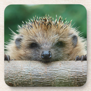 Cutest Baby Animals Hedgehog Smile Coaster