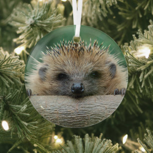 Cutest Baby Animals   Hedgehog Smile Glass Ornament