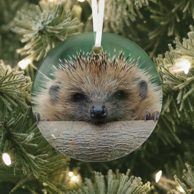 Cutest Baby Animals | Hedgehog Smile Glass Ornament (Insitu)