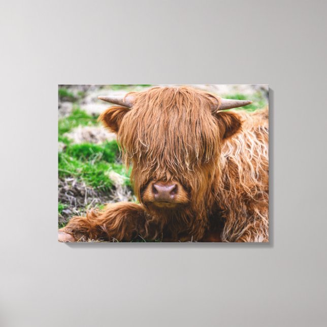 Cutest Baby Animals | Highland Cow Calf Canvas Print (Front)