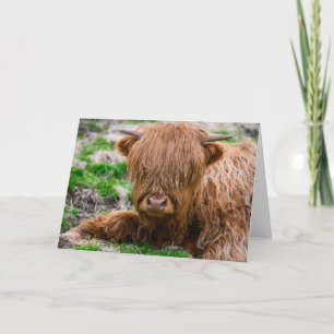 Cutest Baby Animals Highland Cow Calf Card