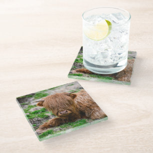 Cutest Baby Animals Highland Cow Calf Glass Coaster