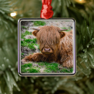 Cutest Baby Animals   Highland Cow Calf Metal Ornament