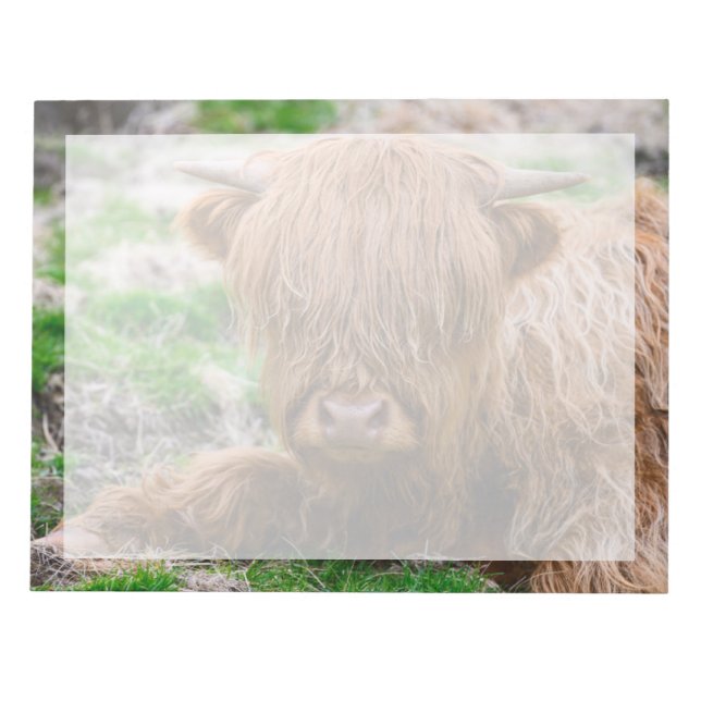 Cutest Baby Animals | Highland Cow Calf Notepad (Front)