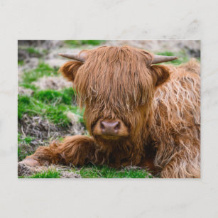 Cutest Baby Animals   Highland Cow Calf Postcard