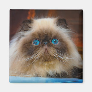 Cutest Baby Animals Himalayan Cat Magnet