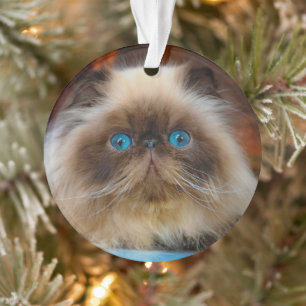 Cutest Baby Animals Himalayan Cat Ornament