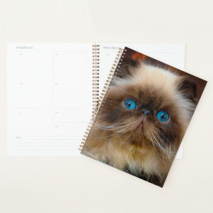 Cutest Baby Animals   Himalayan Cat Planner