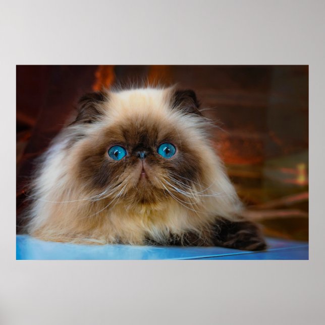 Cutest Baby Animals | Himalayan Cat Poster (Front)