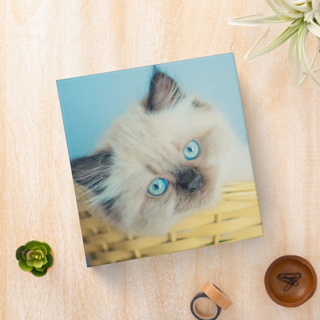 Cutest Baby Animals | Himalayan Seal Point Cat Binder (In Situ)