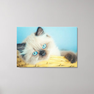 Cutest Baby Animals Himalayan Seal Point Cat Canvas Print