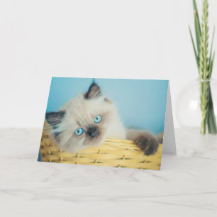 Cutest Baby Animals   Himalayan Seal Point Cat Card