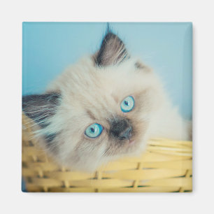 Cutest Baby Animals   Himalayan Seal Point Cat Magnet