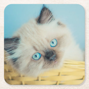 Cutest Baby Animals   Himalayan Seal Point Cat Square Paper Coaster