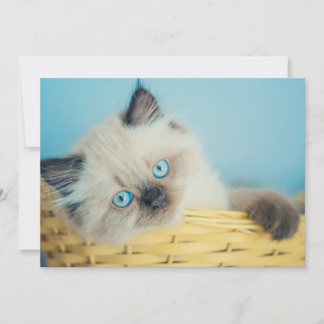 Cutest Baby Animals | Himalayan Seal Point Cat Thank You Card (Front)