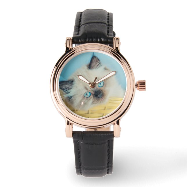 Cutest Baby Animals | Himalayan Seal Point Cat Watch (Front)