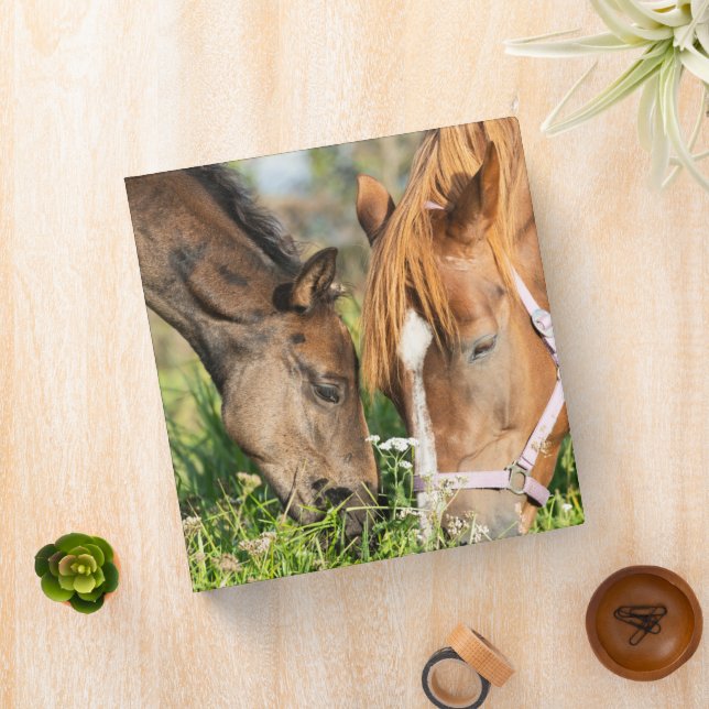 Cutest Baby Animals | Horse Colt Binder (In Situ)