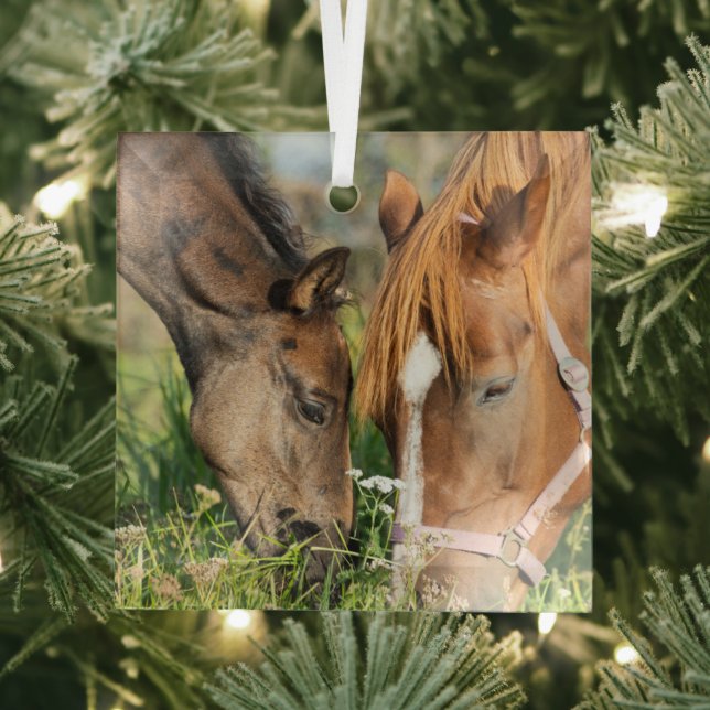 Cutest Baby Animals | Horse Colt Glass Ornament (Insitu)