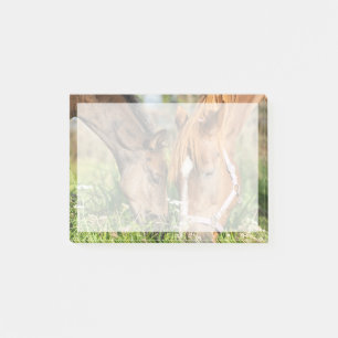 Cutest Baby Animals Horse Colt Post-it Notes