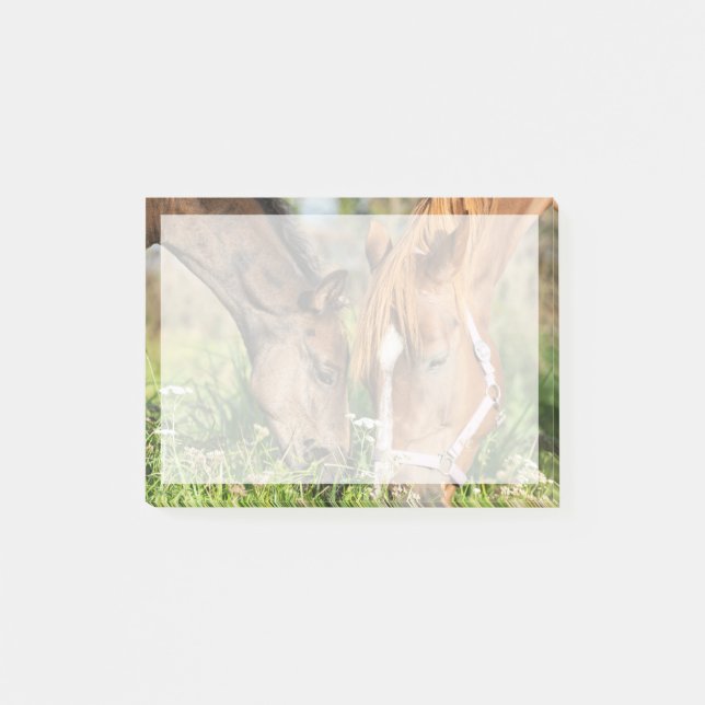 Cutest Baby Animals | Horse Colt Post-it Notes (Front)