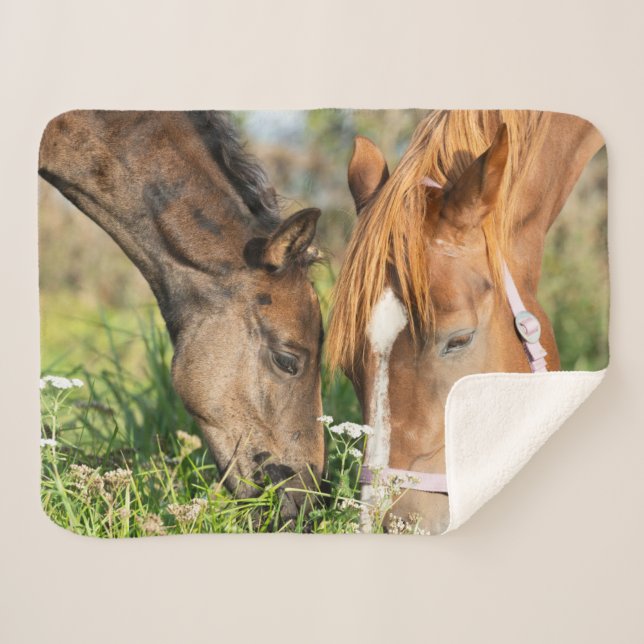 Cutest Baby Animals | Horse Colt Sherpa Blanket (Front (Horizontal))