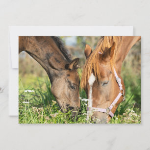 Cutest Baby Animals   Horse Colt Thank You Card