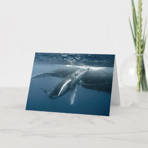 Cutest Baby Animals   Humpback Whale Calf Card