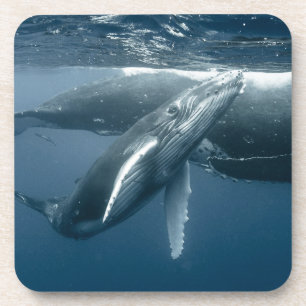 Cutest Baby Animals Humpback Whale Calf Coaster