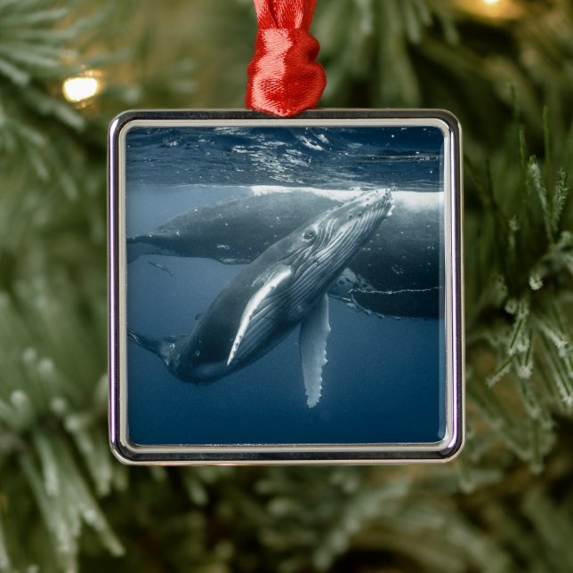 Cutest Baby Animals | Humpback Whale Calf Metal Ornament (Tree)