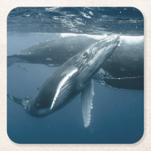 Cutest Baby Animals Humpback Whale Calf Square Paper Coaster