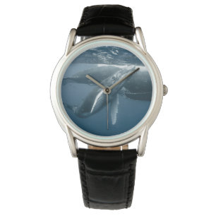 Cutest Baby Animals Humpback Whale Calf Watch