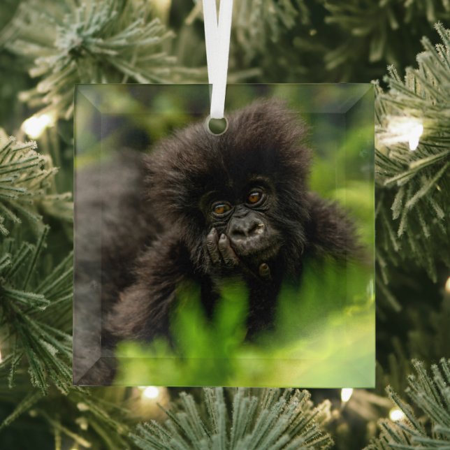 Cutest Baby Animals | Infant Mountain Gorilla Glass Ornament (Insitu)