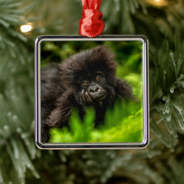 Cutest Baby Animals | Infant Mountain Gorilla Metal Ornament (Tree)