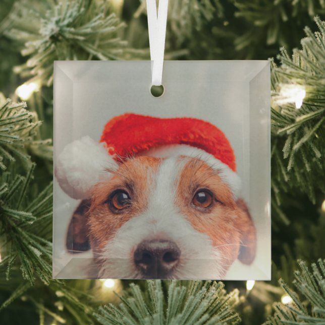 Cutest Baby Animals | Jack Russell Dog Santa Claus Glass Ornament (Insitu)