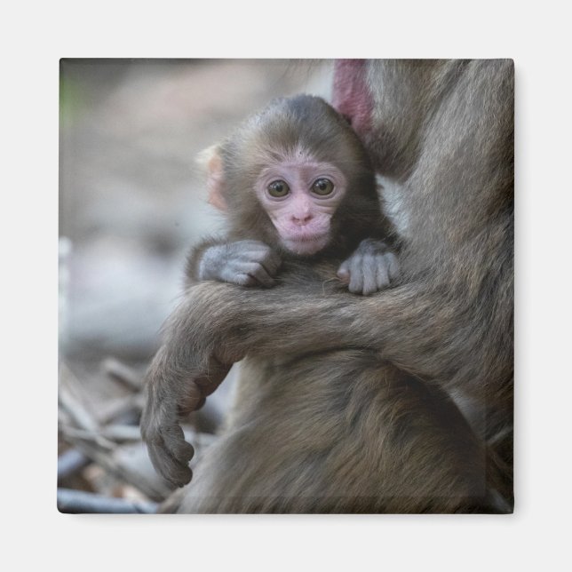 Cutest Baby Animals | Japanese Monkey & Baby Magnet (Front)