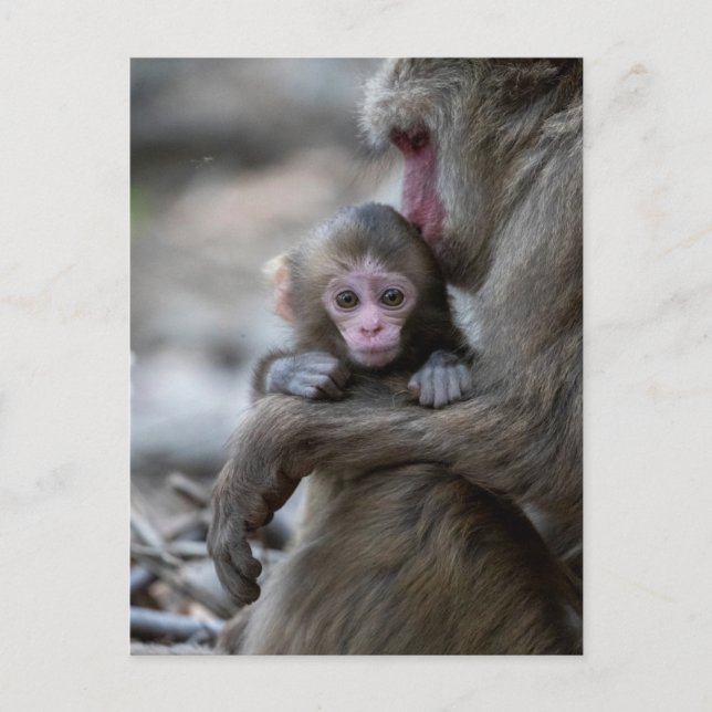 Cutest Baby Animals | Japanese Monkey & Baby Postcard (Front)