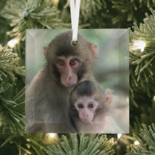 Cutest Baby Animals   Japanese Monkeys Glass Ornament