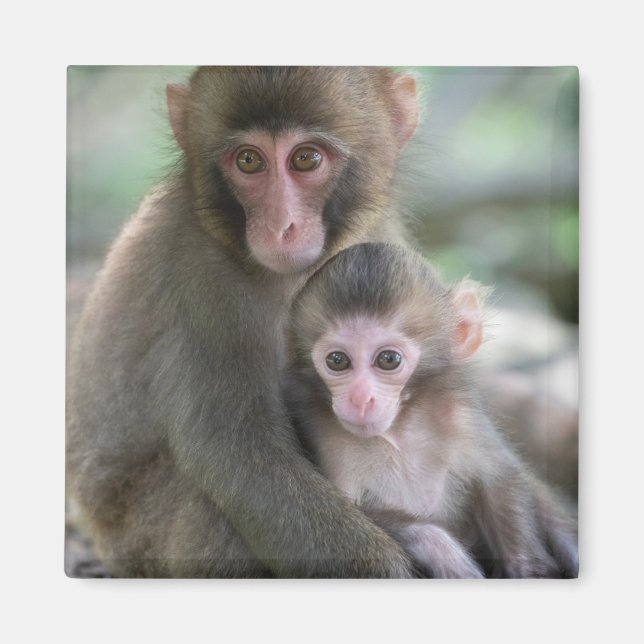 Cutest Baby Animals | Japanese Monkeys Magnet (Front)