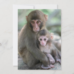 Cutest Baby Animals   Japanese Monkeys Thank You Card