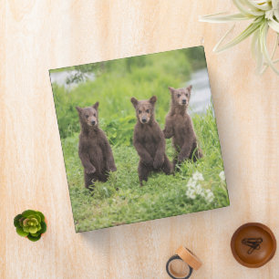 Cutest Baby Animals Kamchatka Brown Bear Cubs Binder