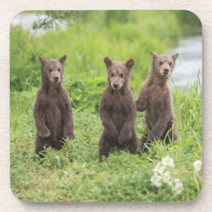 Cutest Baby Animals Kamchatka Brown Bear Cubs Coaster