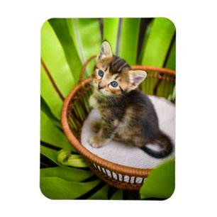 Cutest Baby Animals   Kitten in Basket Magnet