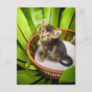 Cutest Baby Animals Kitten in Basket Postcard