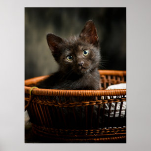 Cutest Baby Animals   Kitten in Basket Poster