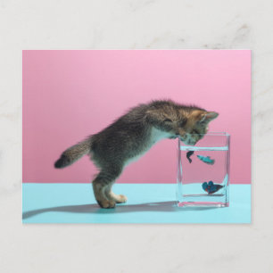 Cutest Baby Animals   Kitten Looking at Fish Bowl Postcard