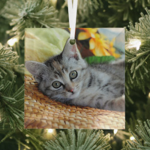 Cutest Baby Animals Kitten Lounging Glass Ornament