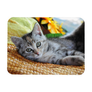 Cutest Baby Animals Kitten Lounging Magnet