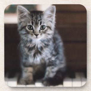 Cutest Baby Animals Kitten on Piano Keys Coaster
